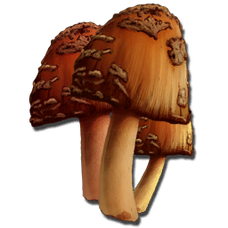champi
