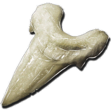 Dent de Mégalodon 