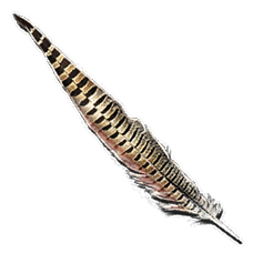 Plume_de_Dragon_Rocheux